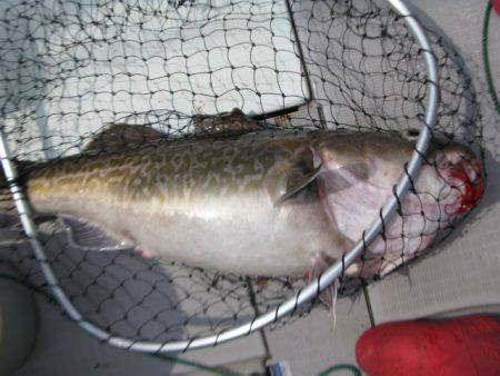 Aquanaut(アクアノート) 釣果