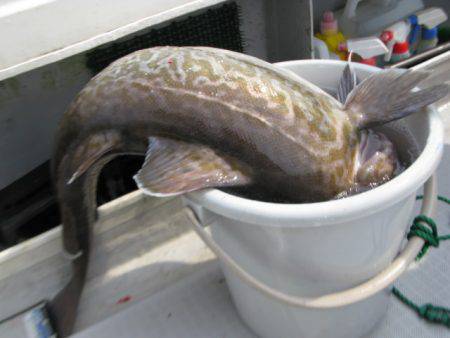 Aquanaut(アクアノート) 釣果