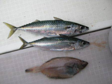 Aquanaut(アクアノート) 釣果