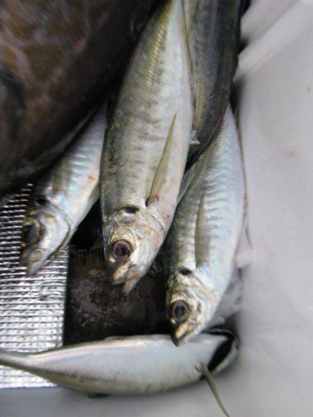 Aquanaut(アクアノート) 釣果