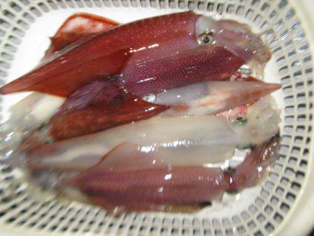 Aquanaut(アクアノート) 釣果