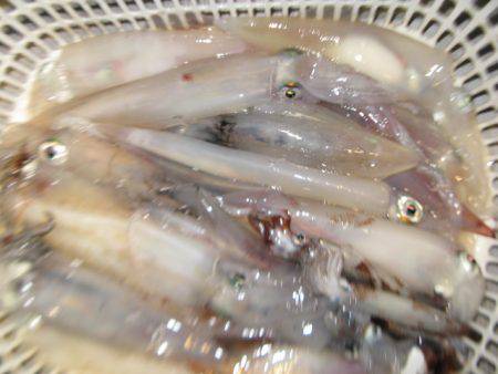 Aquanaut(アクアノート) 釣果