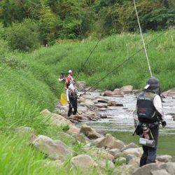 安倍川・藁科川(安倍藁科川漁業協同組合) 釣果