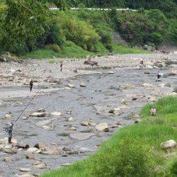 安倍川・藁科川(安倍藁科川漁業協同組合) 釣果