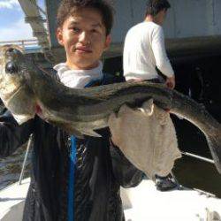 シーマジカル 釣果