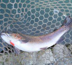 朝霞ガーデン 釣果