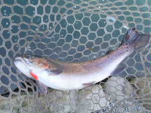 朝霞ガーデン 釣果