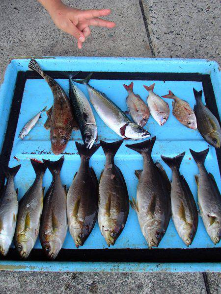 久六釣船 釣果