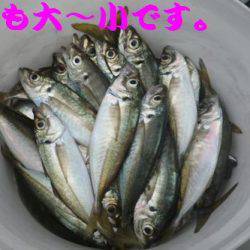 幸和丸 釣果