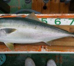 火遠理丸（ほおりまる） 釣果
