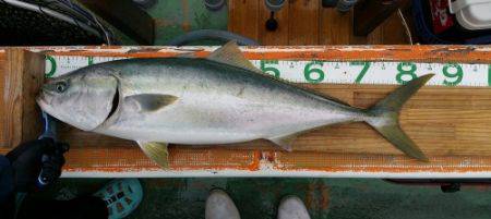 火遠理丸（ほおりまる） 釣果