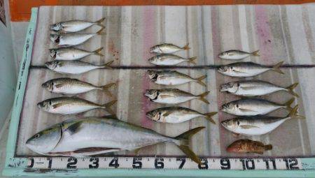 火遠理丸（ほおりまる） 釣果