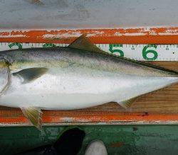 火遠理丸（ほおりまる） 釣果