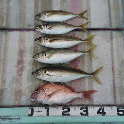 火遠理丸（ほおりまる） 釣果