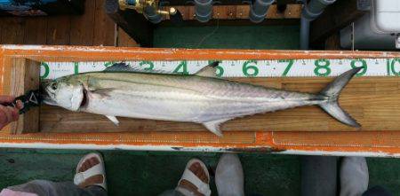 火遠理丸（ほおりまる） 釣果