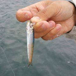 火遠理丸（ほおりまる） 釣果