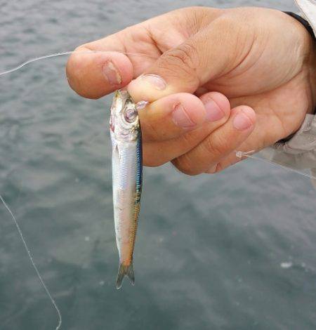 火遠理丸（ほおりまる） 釣果