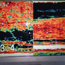 火遠理丸（ほおりまる） 釣果