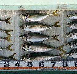 火遠理丸(ほおりまる) 釣果