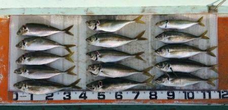 火遠理丸(ほおりまる) 釣果