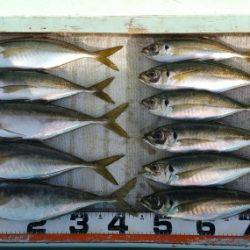 火遠理丸(ほおりまる) 釣果