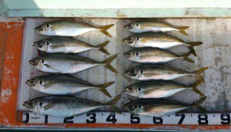 火遠理丸（ほおりまる） 釣果