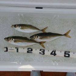 火遠理丸(ほおりまる) 釣果