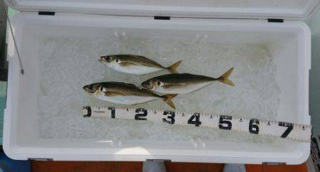 火遠理丸(ほおりまる) 釣果