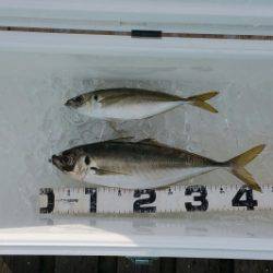 火遠理丸(ほおりまる) 釣果