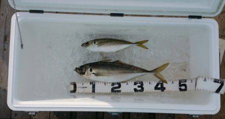 火遠理丸(ほおりまる) 釣果