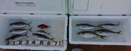 火遠理丸（ほおりまる） 釣果