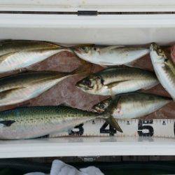 火遠理丸（ほおりまる） 釣果