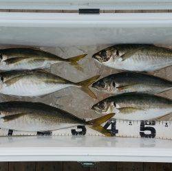 火遠理丸（ほおりまる） 釣果