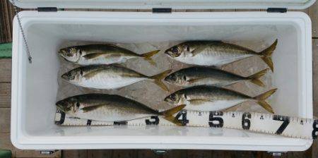 火遠理丸（ほおりまる） 釣果