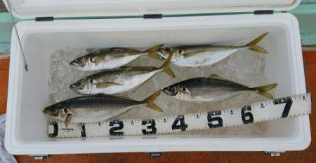 火遠理丸（ほおりまる） 釣果