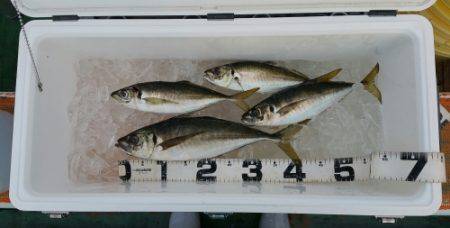 火遠理丸（ほおりまる） 釣果