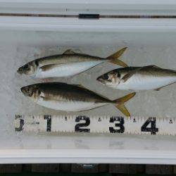 火遠理丸（ほおりまる） 釣果