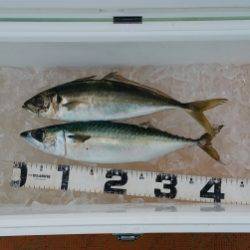 火遠理丸（ほおりまる） 釣果