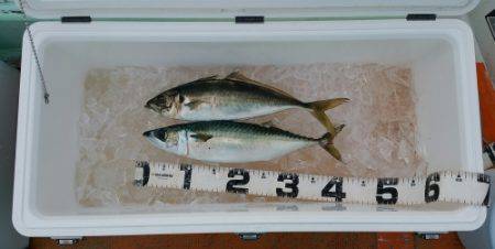 火遠理丸（ほおりまる） 釣果