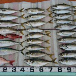 火遠理丸（ほおりまる） 釣果