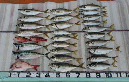 火遠理丸（ほおりまる） 釣果