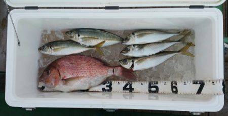 火遠理丸（ほおりまる） 釣果