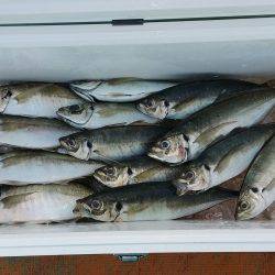 火遠理丸（ほおりまる） 釣果