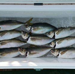 火遠理丸（ほおりまる） 釣果