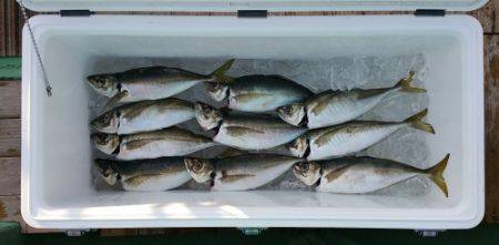 火遠理丸（ほおりまる） 釣果