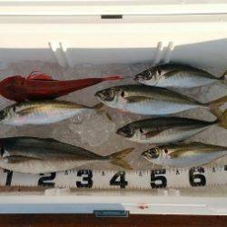 火遠理丸（ほおりまる） 釣果