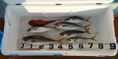 火遠理丸（ほおりまる） 釣果