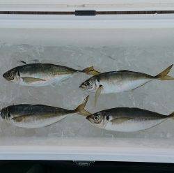 火遠理丸（ほおりまる） 釣果