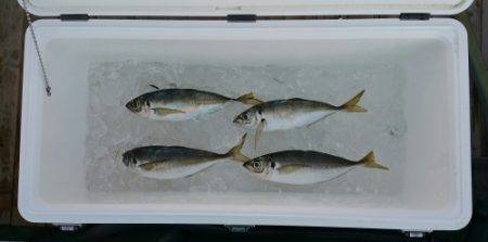 火遠理丸（ほおりまる） 釣果