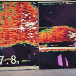 火遠理丸（ほおりまる） 釣果